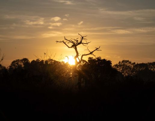 Foto - Festival de Aves 2025