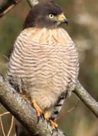 Rancho dos Querubins