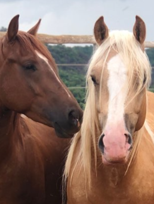 Centro Equestre Monã