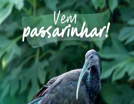 Abril no Jardim Botânico: Vem Passarinhar com a Gente em Botucatu!